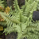 Ghost Fern - 1 Gallon