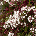 Pink Jasmine - 2 Gallon