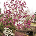 Black Tulip Magnolia - 5 Gallon