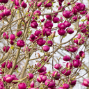 Black Tulip Magnolia - 5 Gallon
