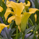 Captain Dynamo Calla Lily - 2 Gallon
