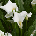 Captain Kelso Calla Lily - 2 Gallon
