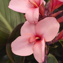 Cannova Bronze Peach Canna Lily