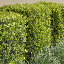 Winter Gem Boxwood (Cone form) - 5 Gallon