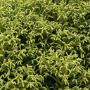 Dwarf Japanese Cedar - 5 Gallon