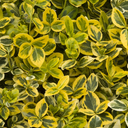 Sunrise Wintercreeper Euonymus - 1 Gallon