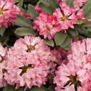 Sneezy Rhododendron - 2 Gallon