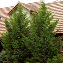 Emerald Isle Leyland Cypress