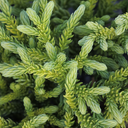 Dragon Prince Japanese Cedar - 1 Gallon