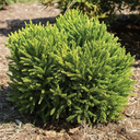 Dragon Prince Japanese Cedar - 1 Gallon
