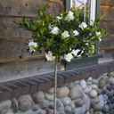 Grafted Everblooming Gardenia - 2 Gallon