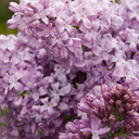 Lavender Lady Lilac - 2 Gallon