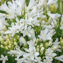 Bridal Veil Agapanthus - 1 Gallon