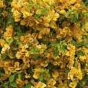 Gold Rush Bougainvillea