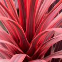 Charlie Boy Cordyline - 1 Gallon