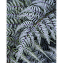 Japanese Painted Fern - 1 Gallon