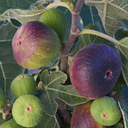 Black Jack Fig Tree - 5 Gallon