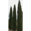 Taylor Juniper - 5 Gallon