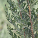 Taylor Juniper - 5 Gallon