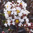 Summerlasting Coconut Crape Myrtle - 5 Gallon