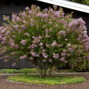 Muskogee Crape Myrtle - 5 Gallon