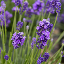 Thumbelina Leigh Dwarf English Lavender - #1