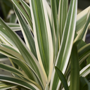 Silver Streak Flax Lily - 1 Gallon