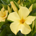Sun Parasol Sunbeam Mandevilla - 1 Gallon