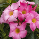 Sunvilla Pink Mandevilla - 1 Gallon