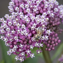Cinderella Swamp Milkweed - 1 Gallon