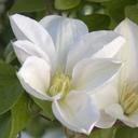 Western White Clematis - 1 Gallon