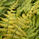 Jurassic Gold Wood Fern - 1 Gallon
