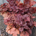 Forever Red Heuchera - 1 Gallon