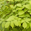 Gotemba Golden Japanese Spikenard - 2 Gallon