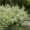 Variegated Red Twig Dogwood