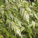 Rainbow Drooping Leucothoe -2 Gallon