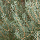 Singleleaf Pinyon - 10 Gallon