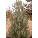 Singleleaf Pinyon - 10 Gallon