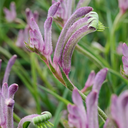 Celebrations Carnival Kangaroo Paw - 1 Gallon