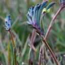 Celebrations Masquerade Kangaroo Paw - 1 Gallon