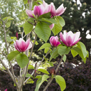 Rose Marie Magnolia - 5 Gallon