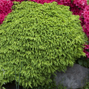 Little Gem Norway Spruce - 5 Gallon