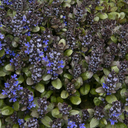 Blueberry Muffin Ajuga - 1 Gallon