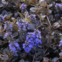 Black Scallop Ajuga - 1 Gallon