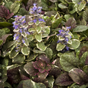 Burgundy Glow Ajuga - 1 Gallon