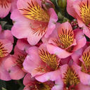 Colorita Eliane Peruvian Lily - 2 Gallon