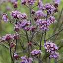 Lollipop Verbena - 1 Gallon