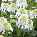 Delicious Nougat Coneflower - 1 Gallon
