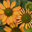 Prima Saffron Coneflower - 1 Gallon