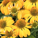 Guatemala Gold Coneflower - 1 Gallon